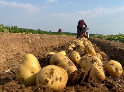 鄒城市看莊鎮(zhèn) 緊抓產(chǎn)運銷儲 土豆豐產(chǎn)豐收 機械設(shè)備銷售